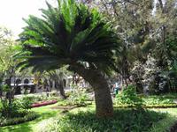 im Park von Funchal