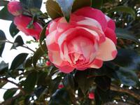 Quinta do Palheiro - Kamelienblüte