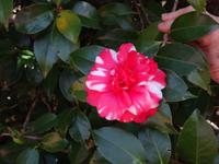 Quinta do Palheiro - Kamelienblüte