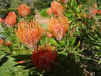 Quinta do Palheiro -  Protea