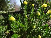 Quinta do Palheiro -  Protea