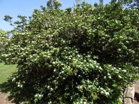 Quinta do Palheiro - falscher Weihrauch