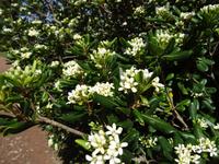 Quinta do Palheiro - falscher Weihrauch