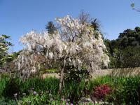 Quinta do Palheiro - Glyzinienbaum