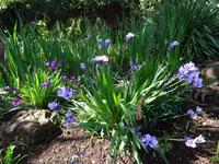 Quinta do Palheiro - Freesien