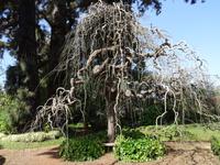 Quinta do Palheiro - japanischer Pagodenbaum