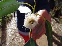 Wanderung entlang der Levada da Serra do Faial - Eukalyptusblüte
