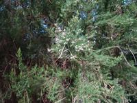 Wanderung entlang der Levada da Serra do Faial - Heidekrautgewächs