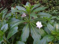 Wanderung entlang der Levada da Serra do Faial - Fleißiges Lieschen