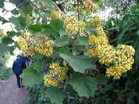 Wanderung entlang der Levada da Serra do Faial - Roldanapflanze