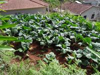 Wanderung entlang der Levada da Serra do Faial - Gemüsegarten