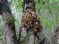 Wanderung auf der Levada nach 