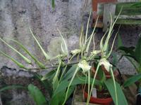 Orchideengarten - Spinne