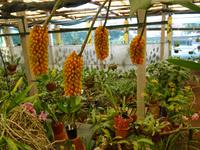 Orchideengarten - Ananas-Orchidee