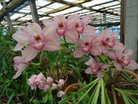 Orchideengarten 