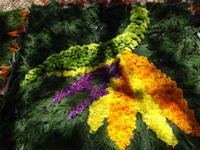 Funchal und sein Blumenteppiche