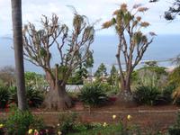 Botanischer Garten in Funchal - Elefantenfuss