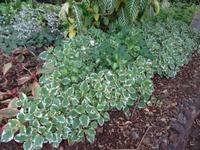 Botanischer Garten in Funchal - Weihrauch