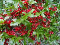 Botanischer Garten in Funchal - Micky-Maus-Baum