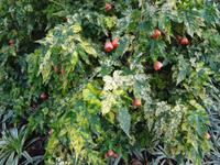 Botanischer Garten in Funchal - Gingo-baum