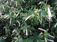 Botanischer Garten in Funchal - Mutter Gottes