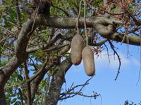 Botanischer Garten in Funchal - Leberwurst-baum