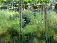 Botanischer Garten in Funchal - Schwanenhals