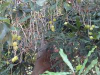 Botanischer Garten in Funchal - Macadamia -Frucht