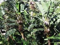 Botanischer Garten in Funchal - weiße Strelizie