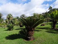 Botanischer Garten in Funchal 