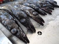 Markthalle in Funchal - Espada = schwarzer Degenfisch