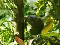 Wanderung entlang der Levada von Marocos - Maracuja