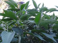 Wanderung entlang der Levada von Marocos- Dieselstrauch