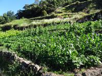 Wanderung entlang der Levada von Marocos