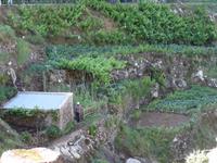 Wanderung entlang der Levada von Marocos- Weinreben