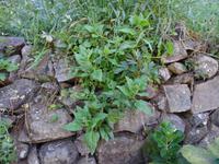 Wanderung entlang der Levada von Marocos- Spinat