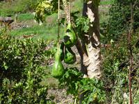 Wanderung entlang der Levada von Marocos - männliche Papaya