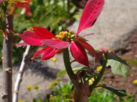 Wanderung entlang der Levada von Marocos - Weihnachtsstern