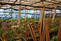 Orchideen-Gewächshaus