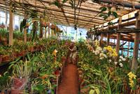 Orchideen-Gewächshaus