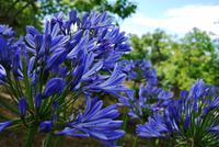 Blumen - Palheiro Garten