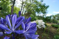 Blumen - Palheiro Garten