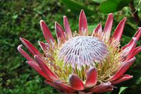 Protea
