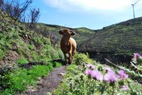 Levadawanderung - Achtung Kuh!