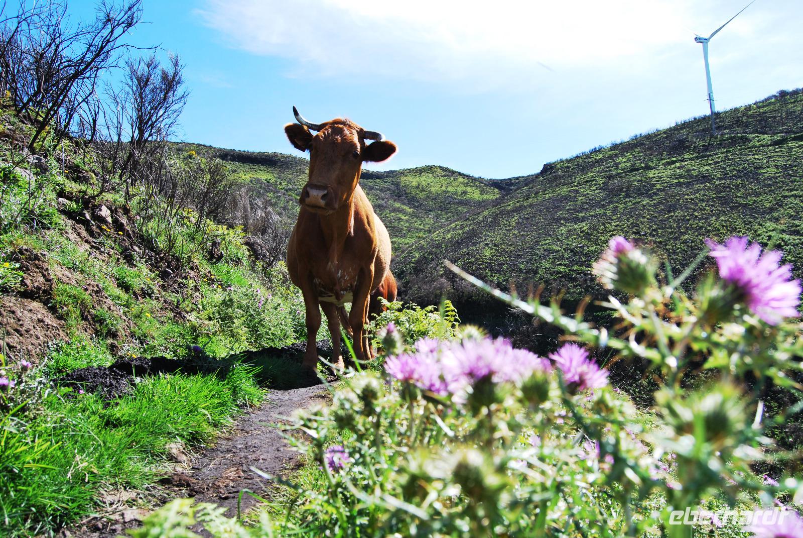 Levadawanderung - Achtung Kuh!
