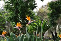 Paradiesvogelblume - Strelitzia