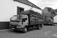 LKW mit Zuckerrohrstangen