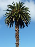 Im Botanischen Garten von Madeira
