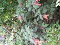 Im Botanischen Garten von Madeira