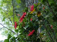 Im Botanischen Garten von Madeira
